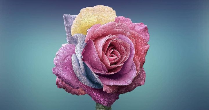 Rose Springtime Fragrance